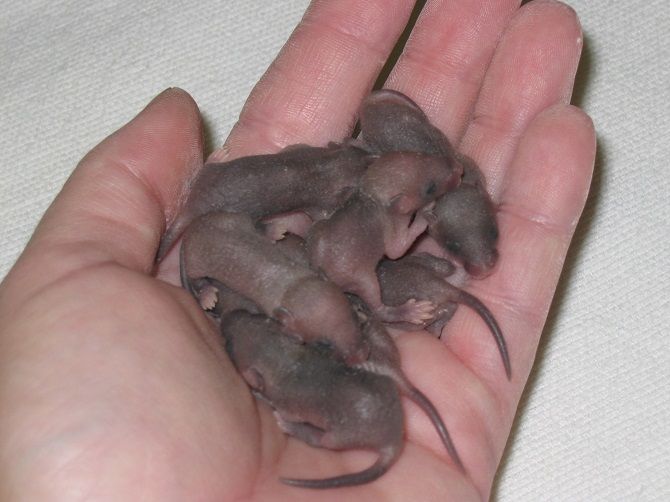 маленькие мышата